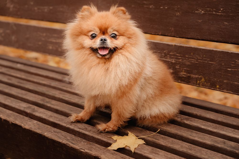 Фотография автора Анастасия Мазурева