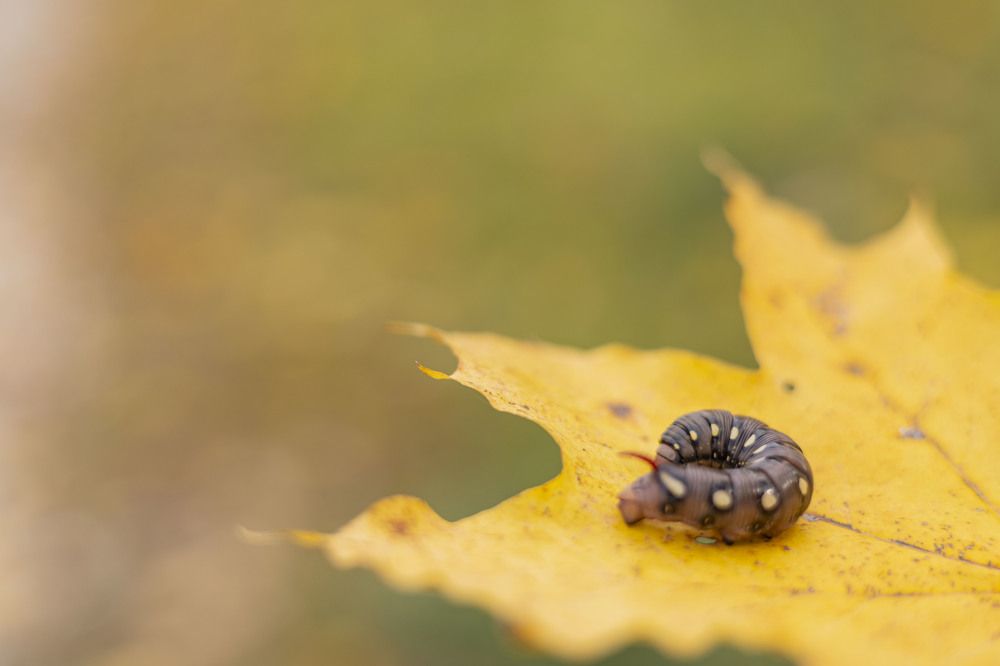 Photograph by Владислав Капанов