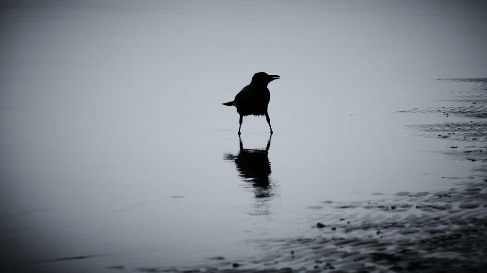 Фотография автора VIZO VIZO