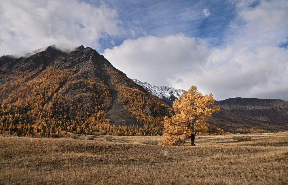 Лиственница 2