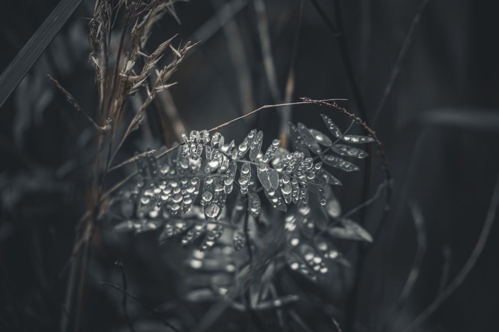 Photograph by Alexei Polikarpo