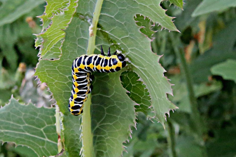 Фотография автора Николай Семенец