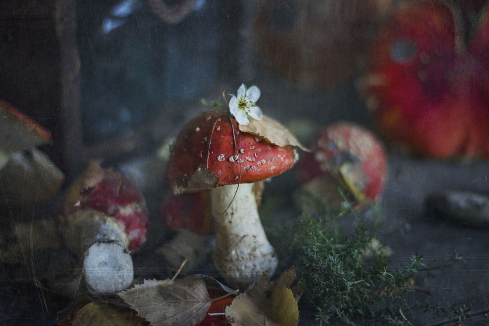 Волшебные мухоморы