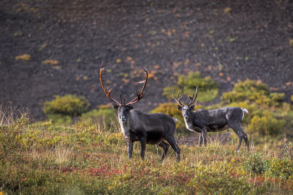Caribous of Denali National Park