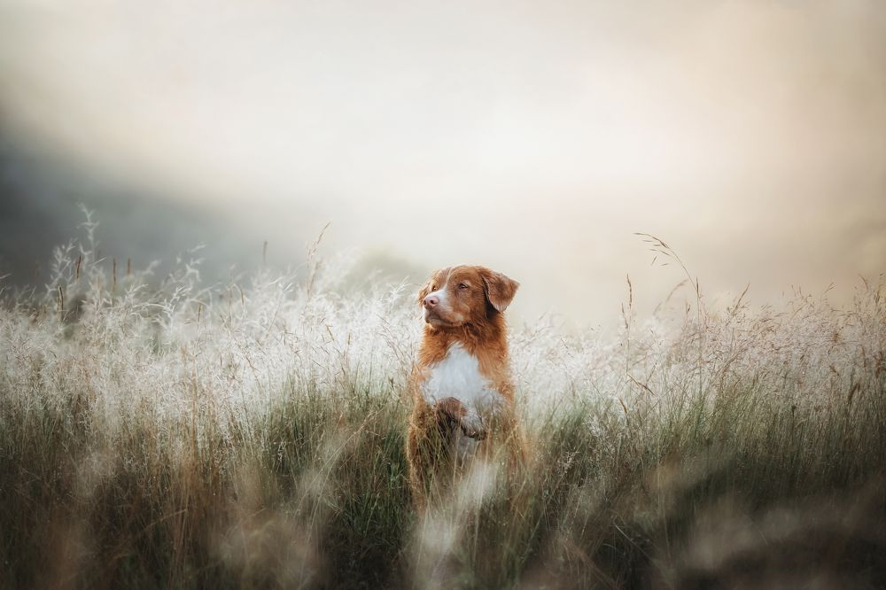 Photograph by Андрианова Ирина