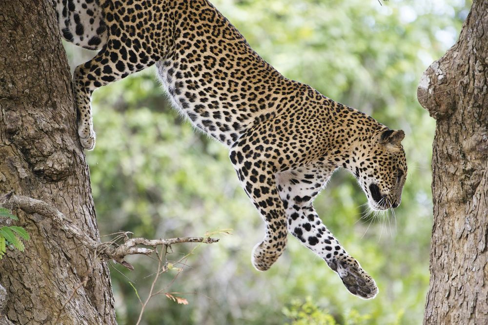 Фотография автора ROHAN MADDUMARACHCHI