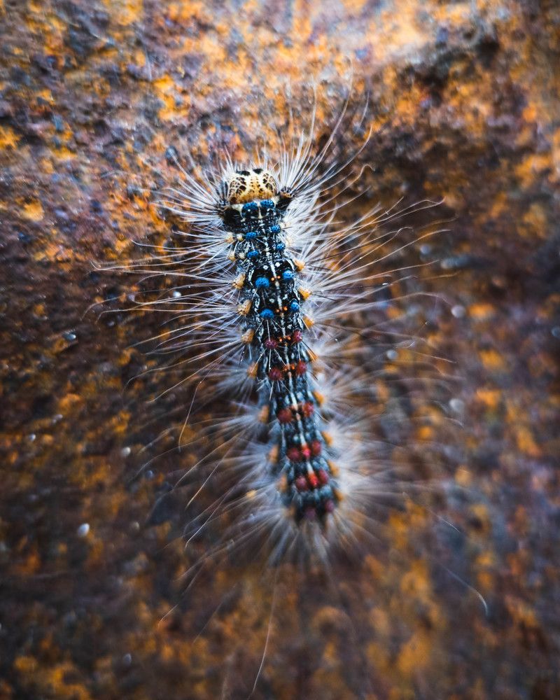 Фотография автора Романов Олег