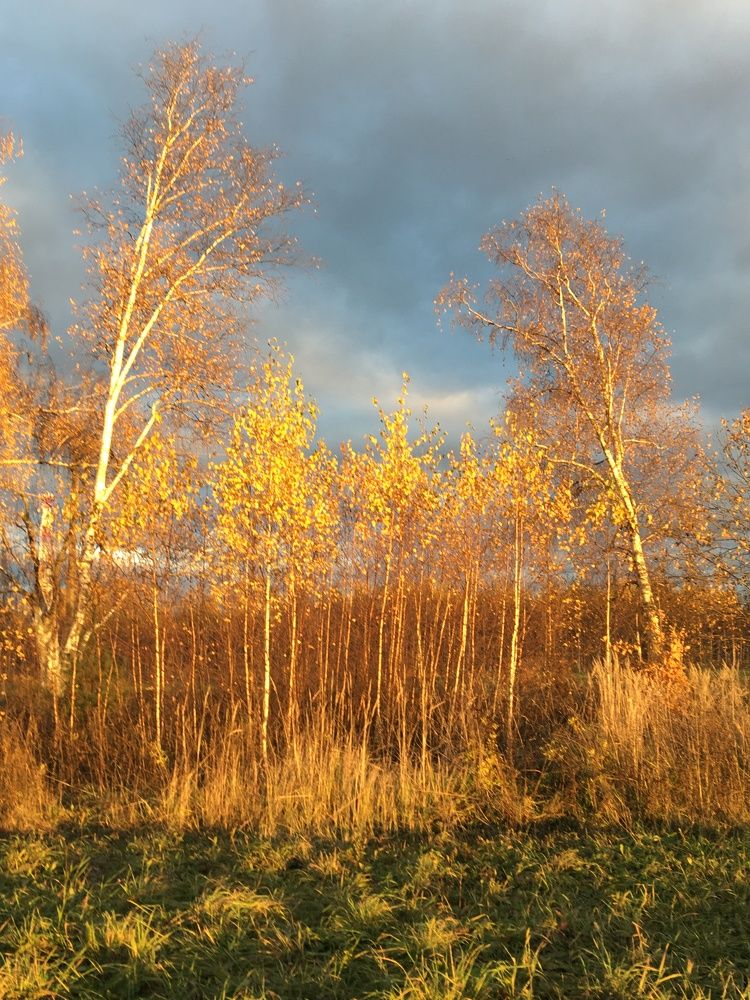 Золотая осень.