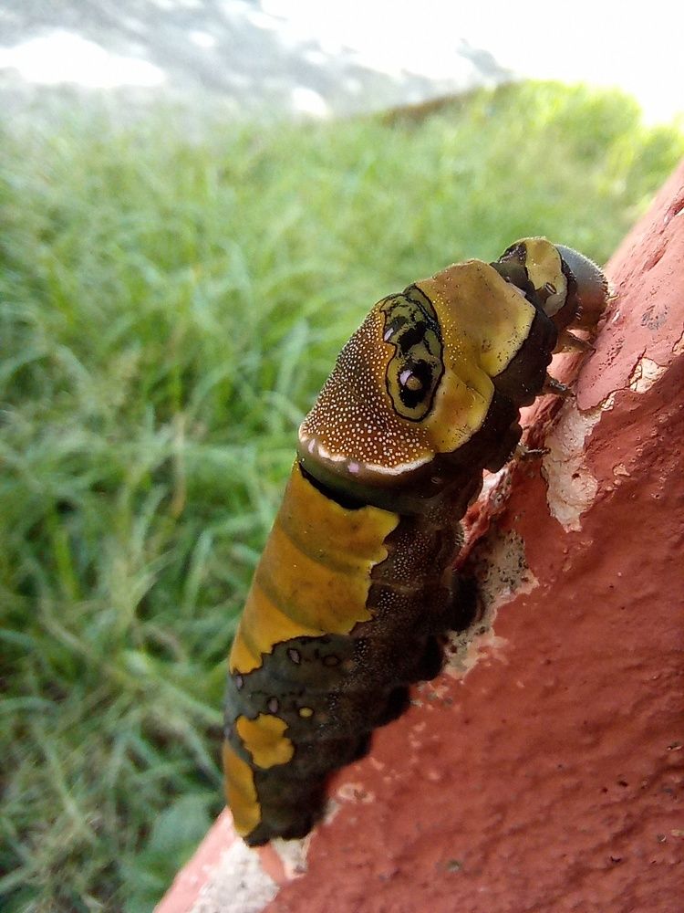 Photograph by Juan José Rodas