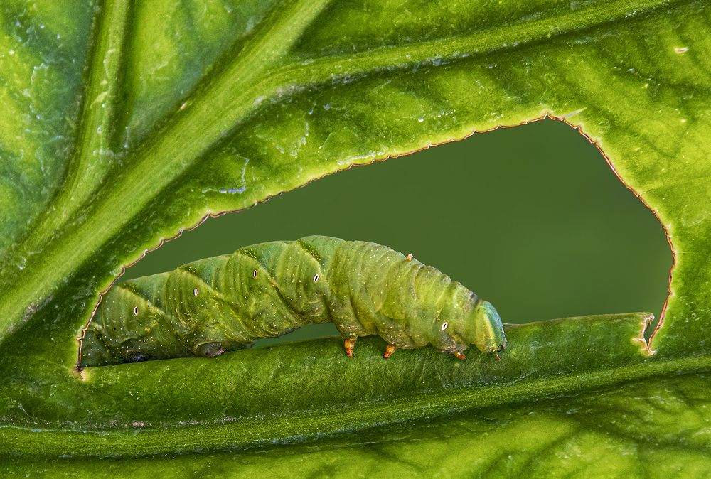 Photograph by Mario Fiorucci