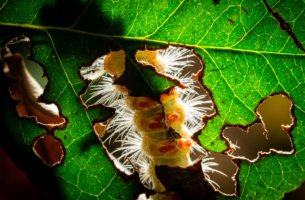 Photograph by Talha Maqsood