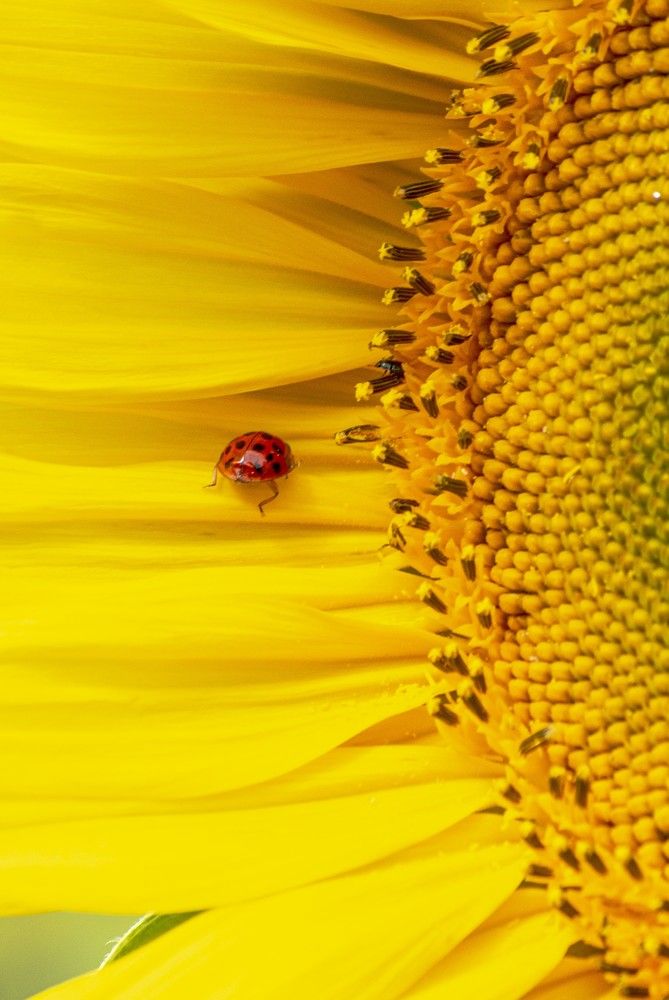 Photograph by Елена Кошелева