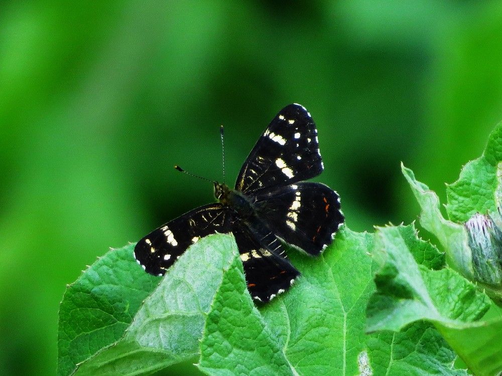 Photograph by Лариса Басова