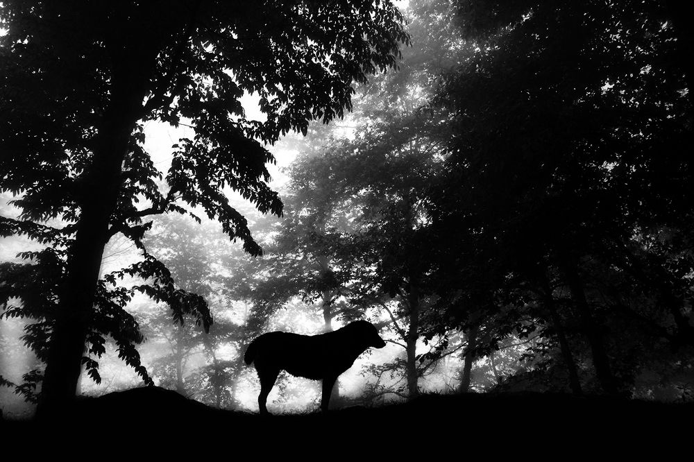 Photograph by hasan sorena jouri