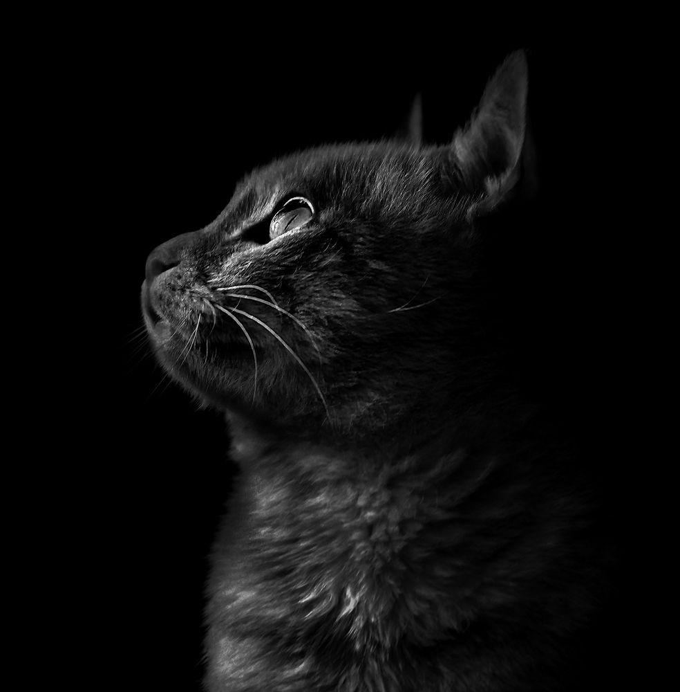 Photograph by hasan sorena jouri