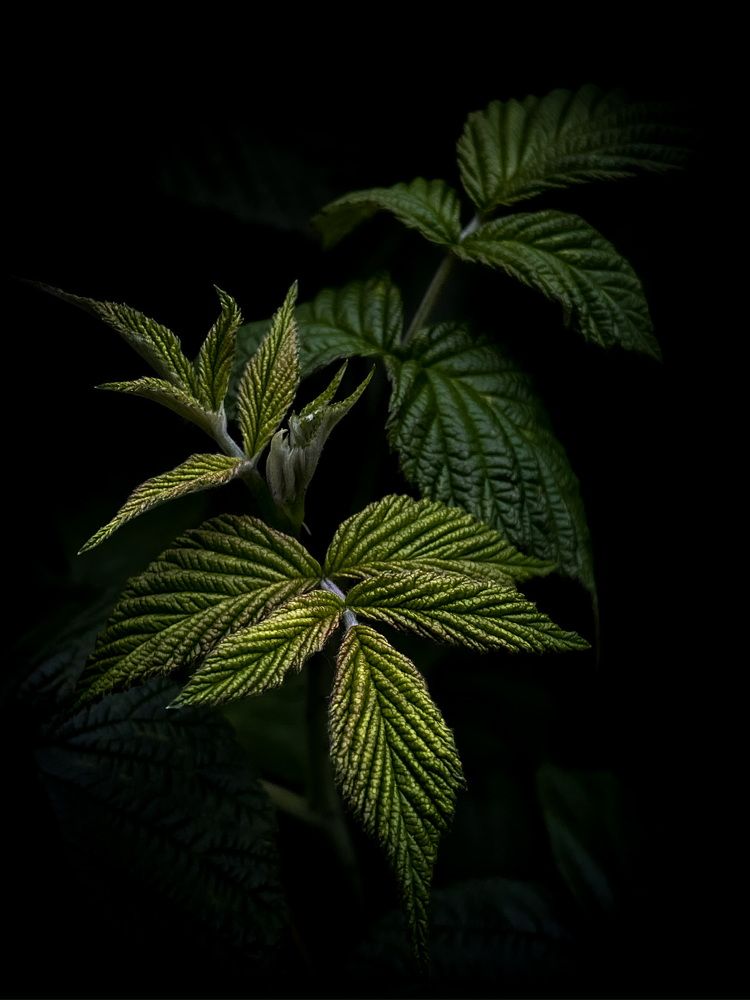 Photograph by Анна Пигулевская