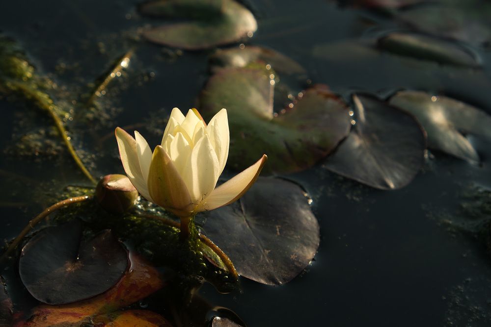 Фотография автора Наталья Липовская