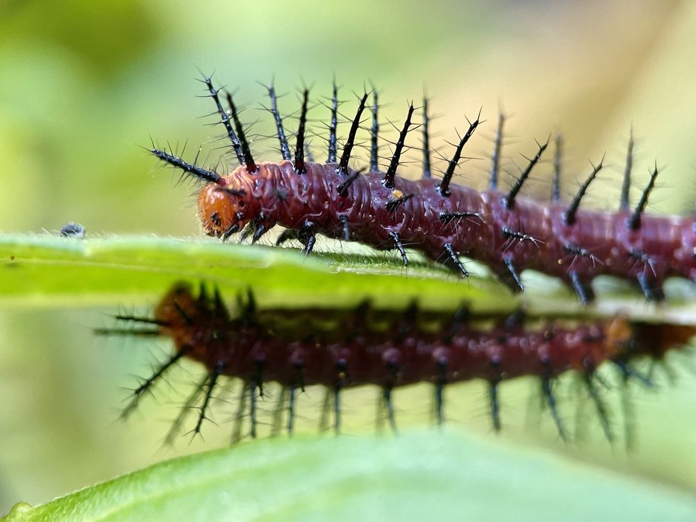 Photograph by BIPLAB MISRA