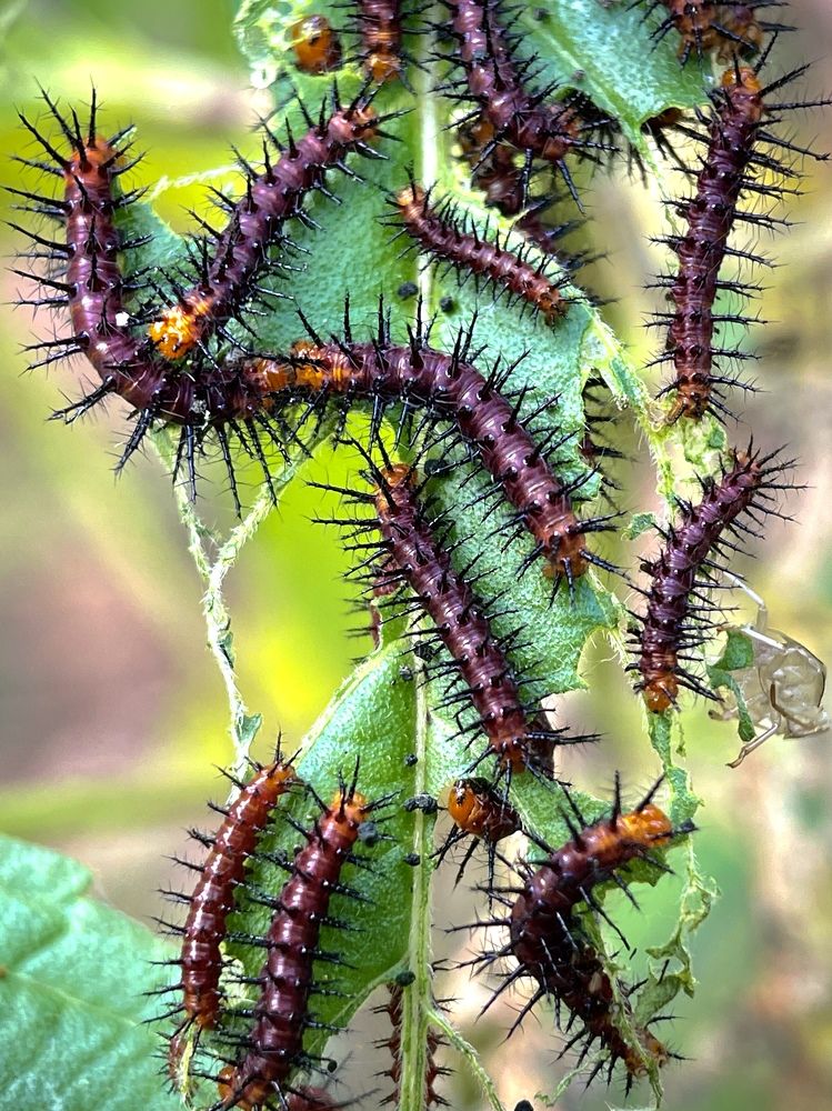 Фотография автора BIPLAB MISRA