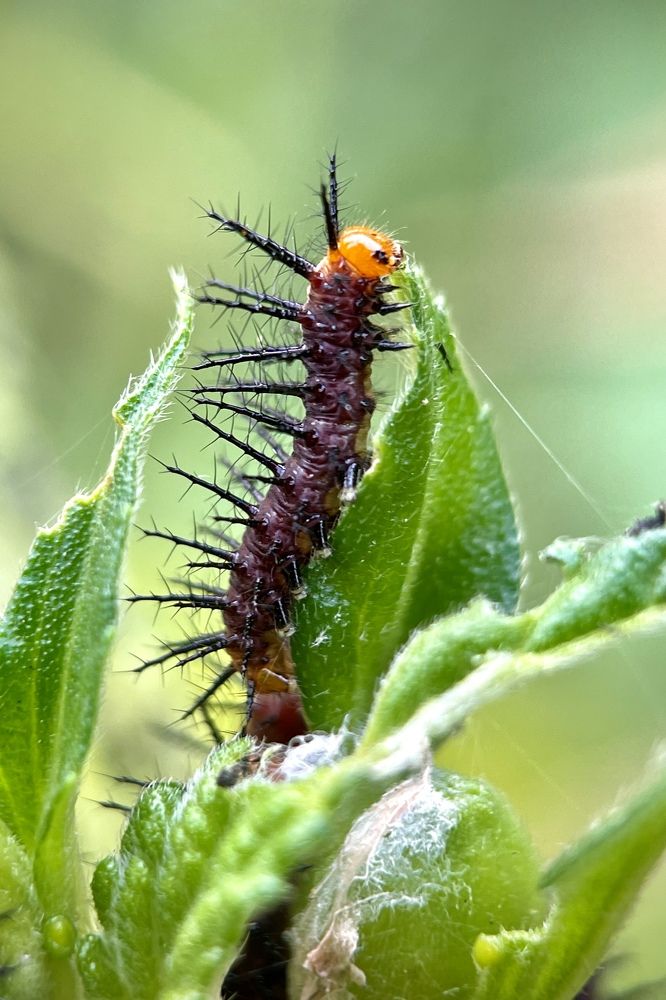 Фотография автора BIPLAB MISRA