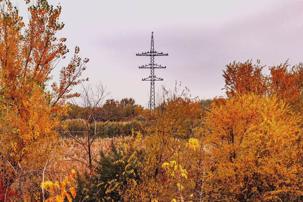Столб линии электропередач и птицы..