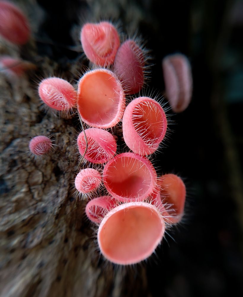 Фотография автора Umesha Madhushan