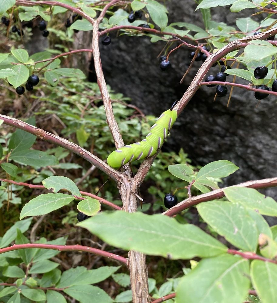 Photograph by Алиса Лукина