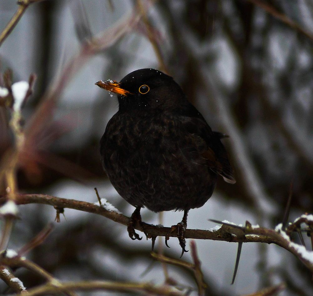 Photograph by Наталья Екимова