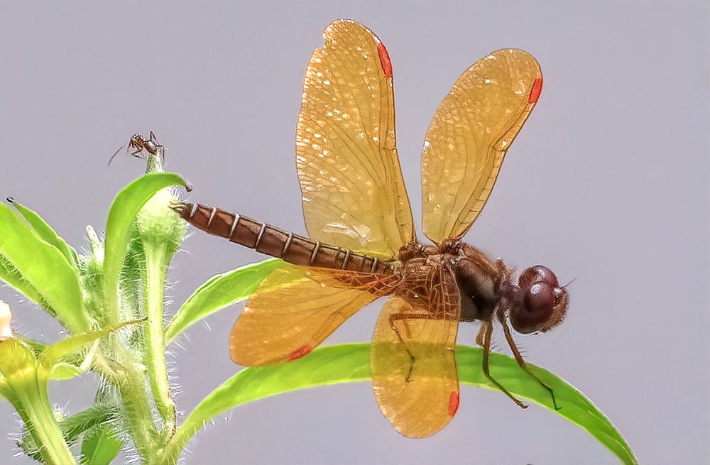 A cigarra e a formiga