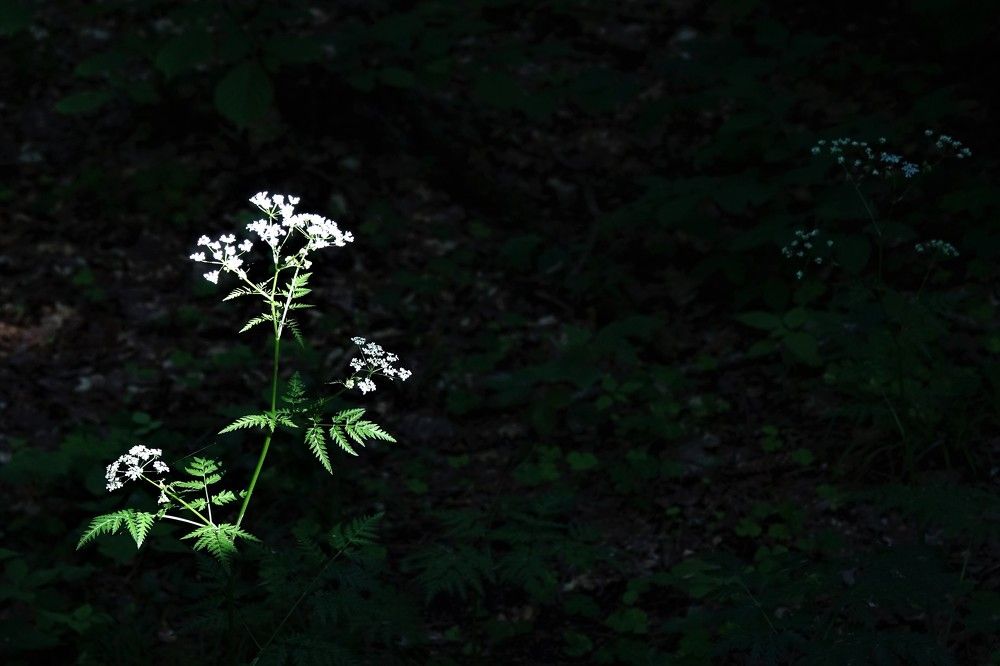 Photograph by jelena konickaja