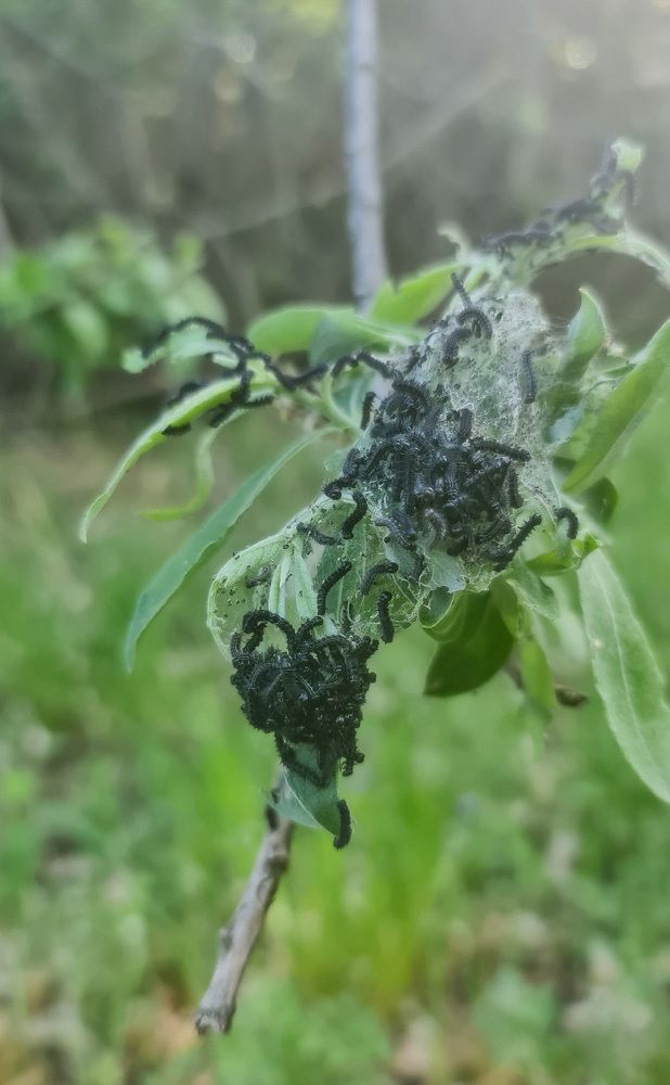 Photograph by Natasha Kim