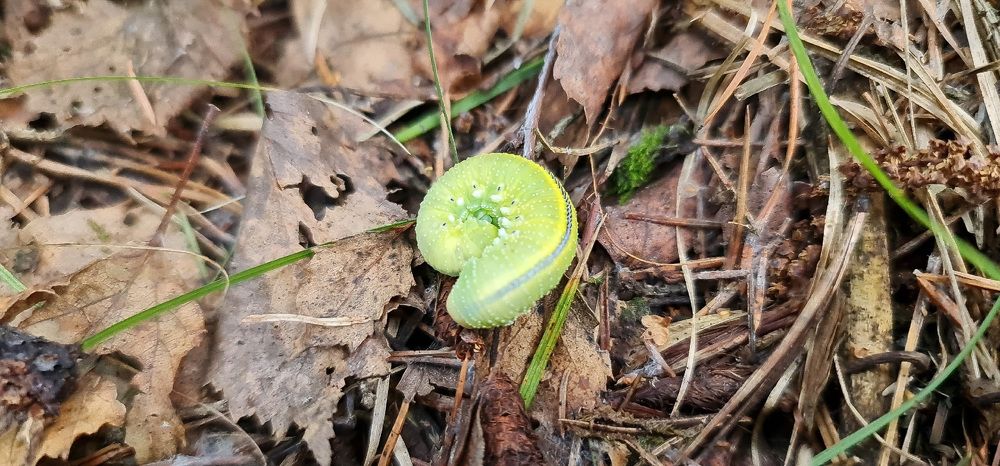 Photograph by Natasha Kim