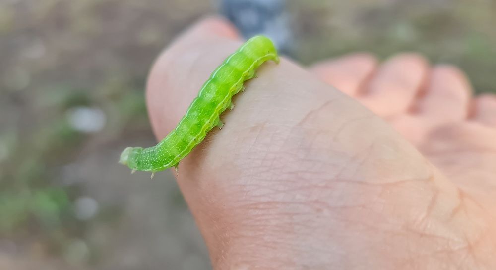 Photograph by Natasha Kim