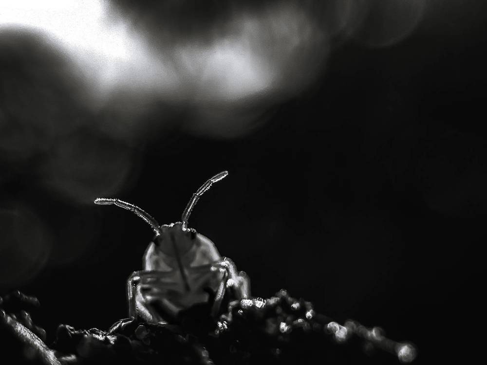 Photograph by Praveen