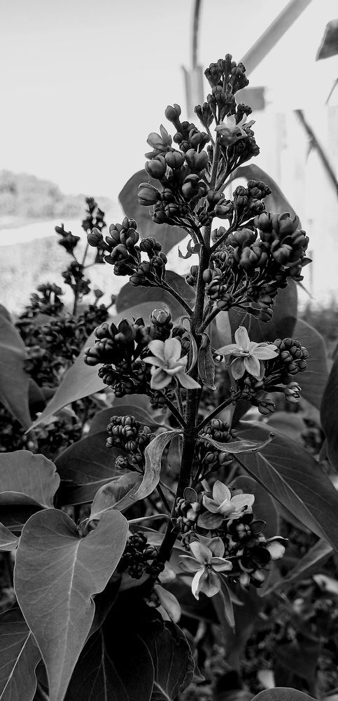 Photograph by Татьяна Сюсина