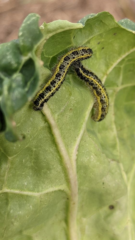 Фотография автора Васильева Ирина