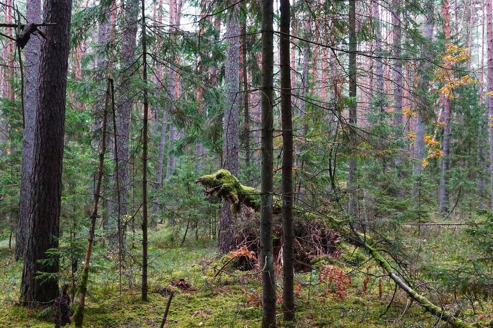 Photograph by jelena konickaja