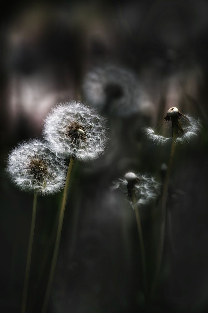 Photograph by Татьяна Бравая