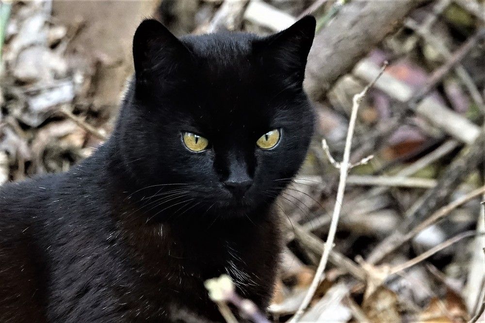 Photograph by jelena konickaja