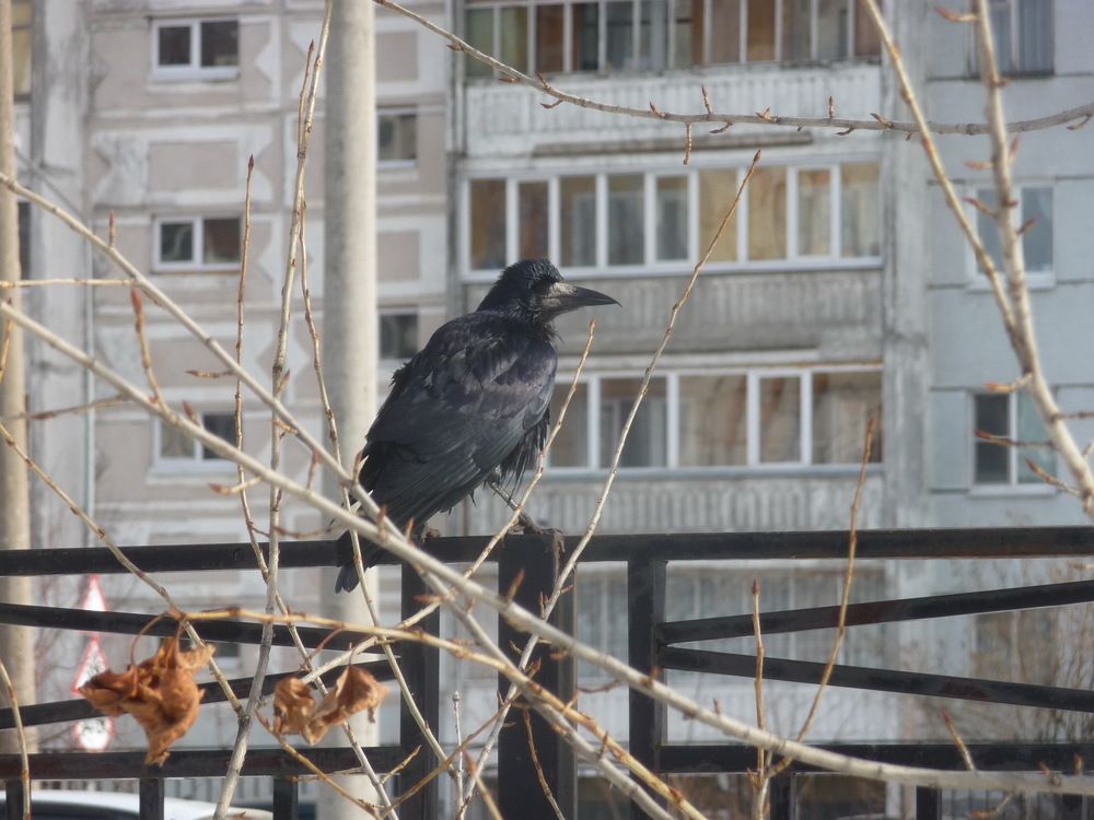 Фотография автора Клавдия Васильева