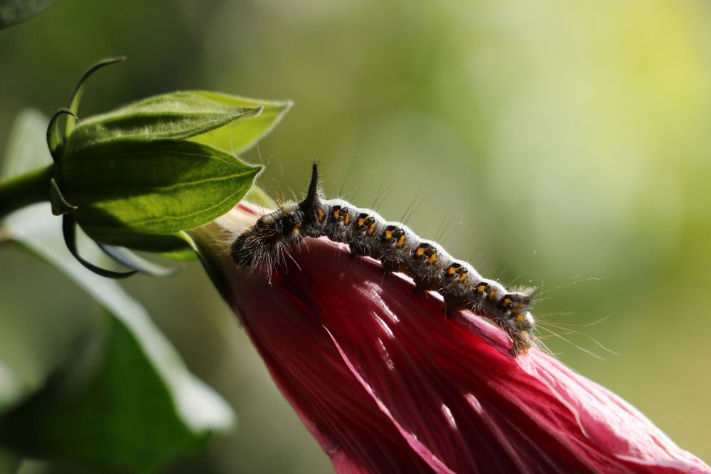 Photograph by Cengiz Yalcin