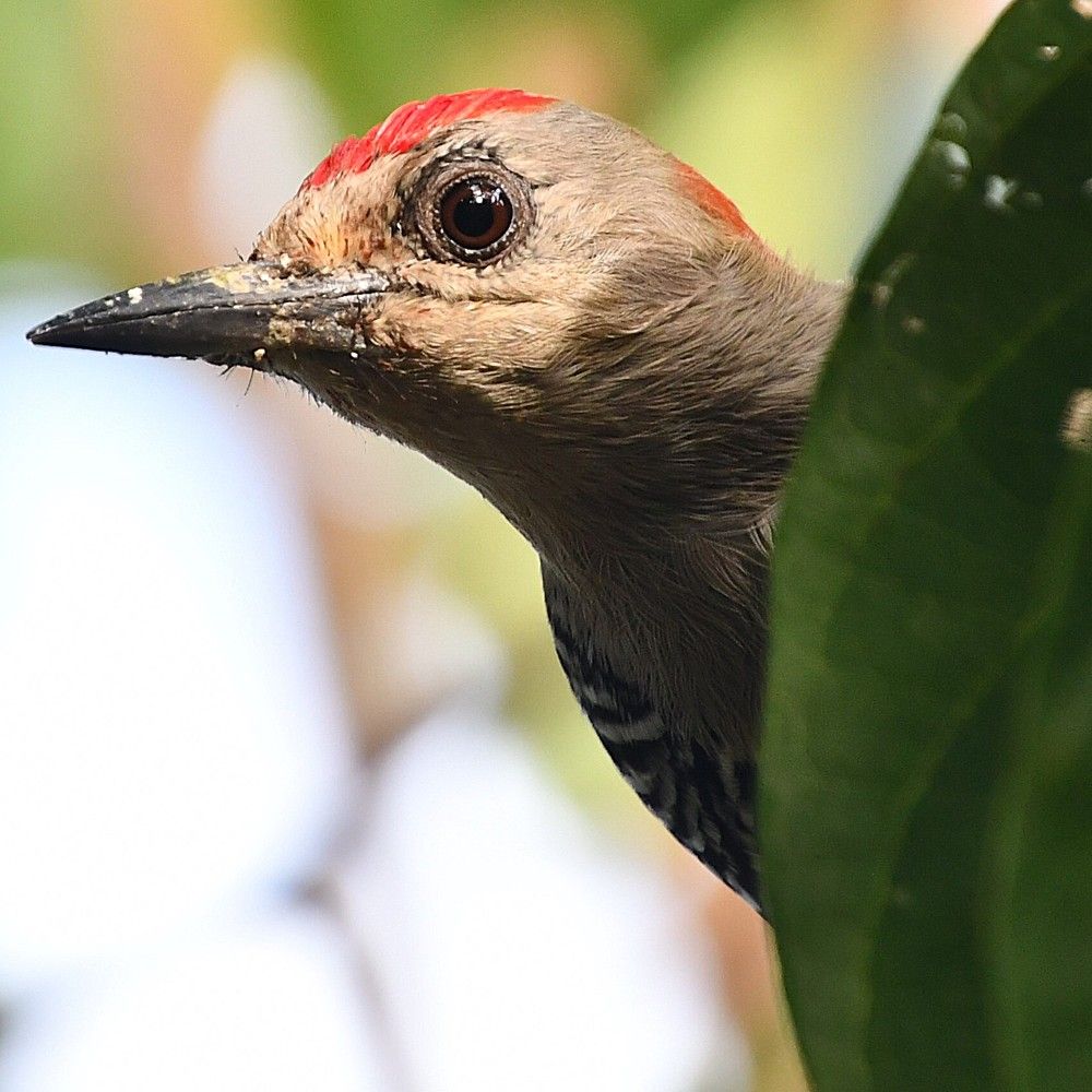 Photograph by Marzio Fattorini