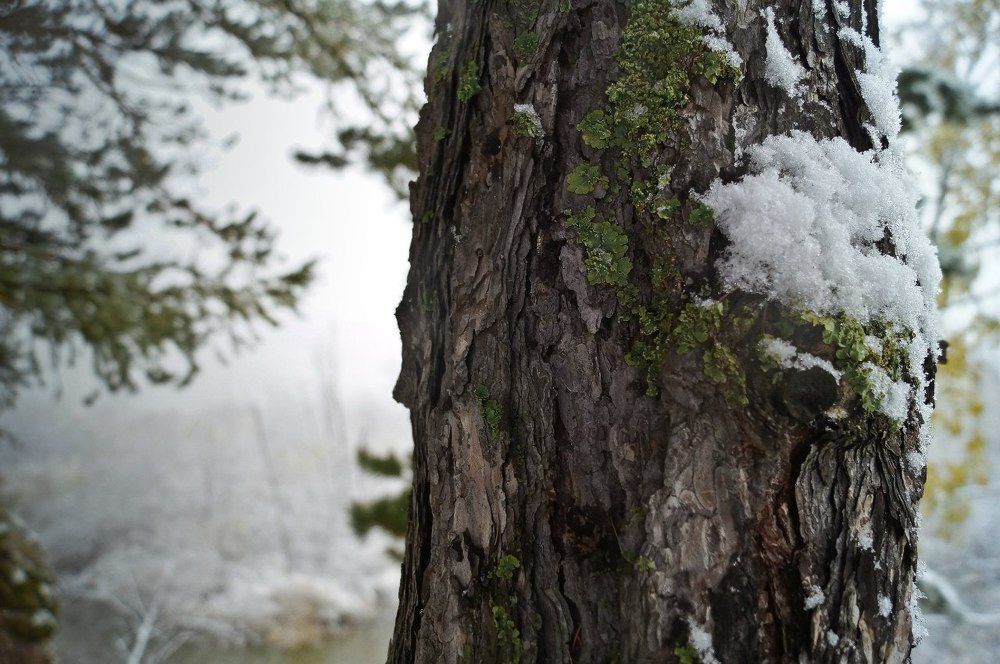 Снег октября