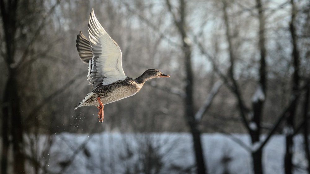 Полет к свету