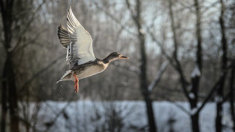 Виталий, Russia