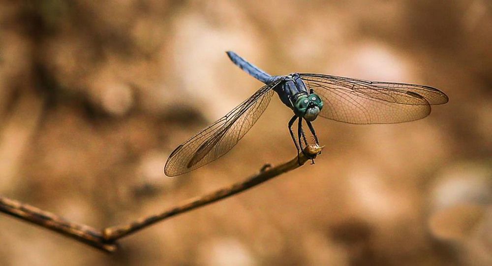 Nature holds the key to our aesthetic, intellectual, cognitive and even spiritual satisfaction.