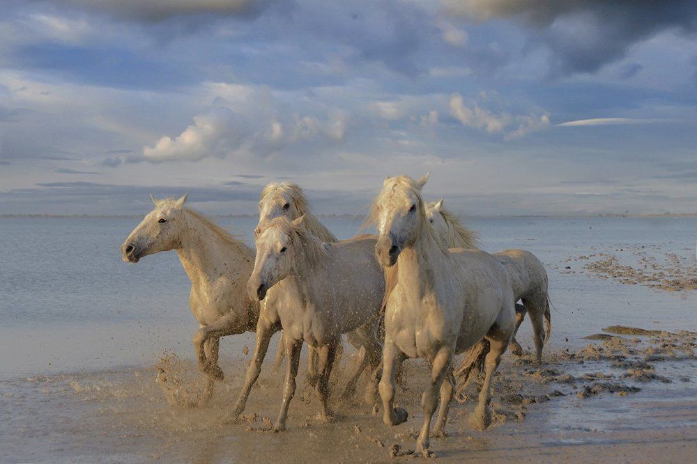 Кони камаргу