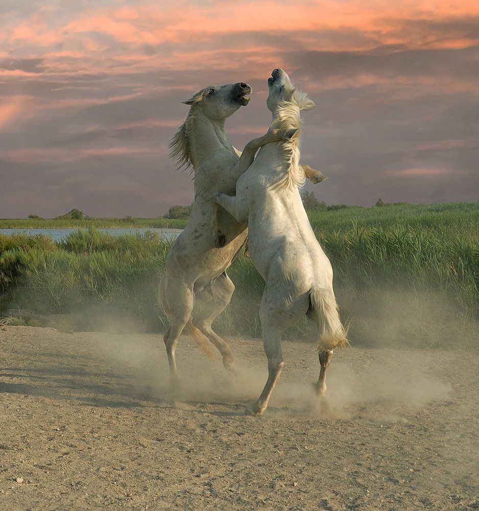 Борьба за табун