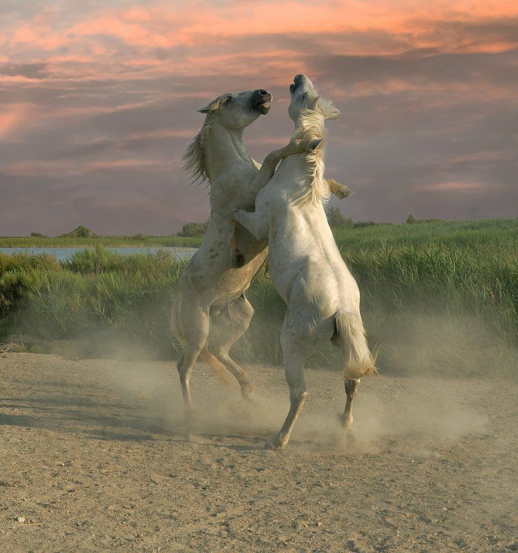 Vitali Arkhipov, Russia