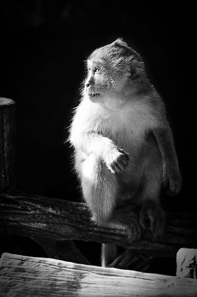 Обезьянка